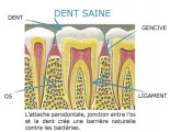 dent saine - dent saine -